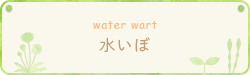 水いぼ